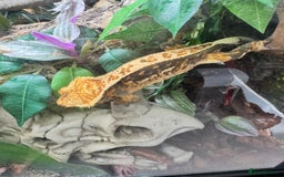 Gecko reptiles for sale: Full pin tri colour female crested gecko - Image 3