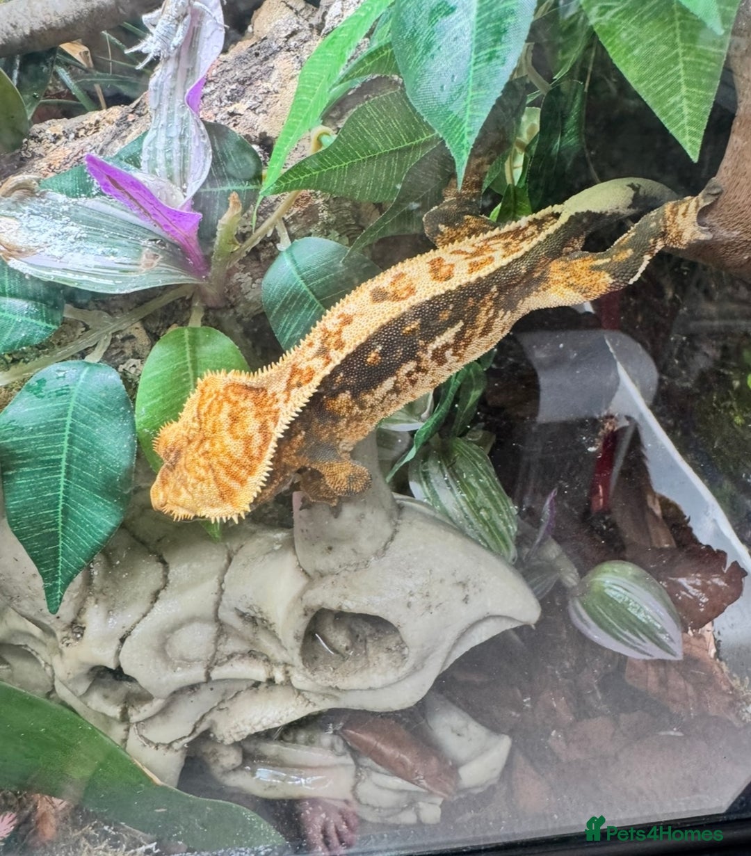 Gecko reptiles for sale: Full pin tri colour female crested gecko - Image 3