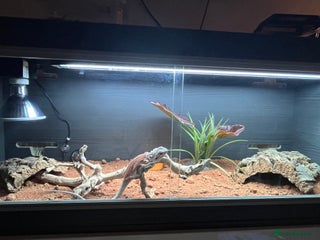 Bearded Dragon reptiles Baby blood red bearded dragon - Advert 1