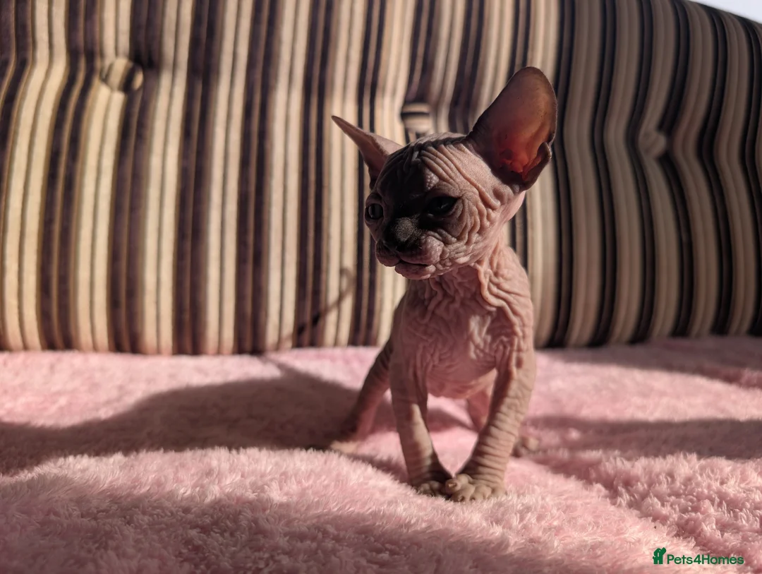 Sphynx cats for sale: Ready for reservation  - Advert 10