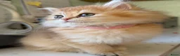 British Longhair cats for sale: British Longhair golden kittens TICA - Advert 5