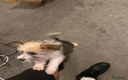 Jackapoo dogs for sale: Jackapoo puppies for sale  - Advert 9