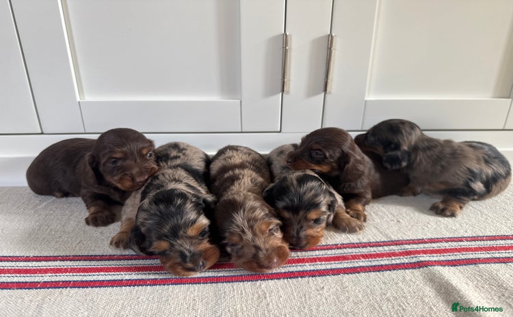 Miniature Dachshund dogs - Advert 8