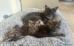 Maine Coon cats for sale: 🐾 Russian Maine Coon Kittens – TICA Registered 🐾 - Image 23