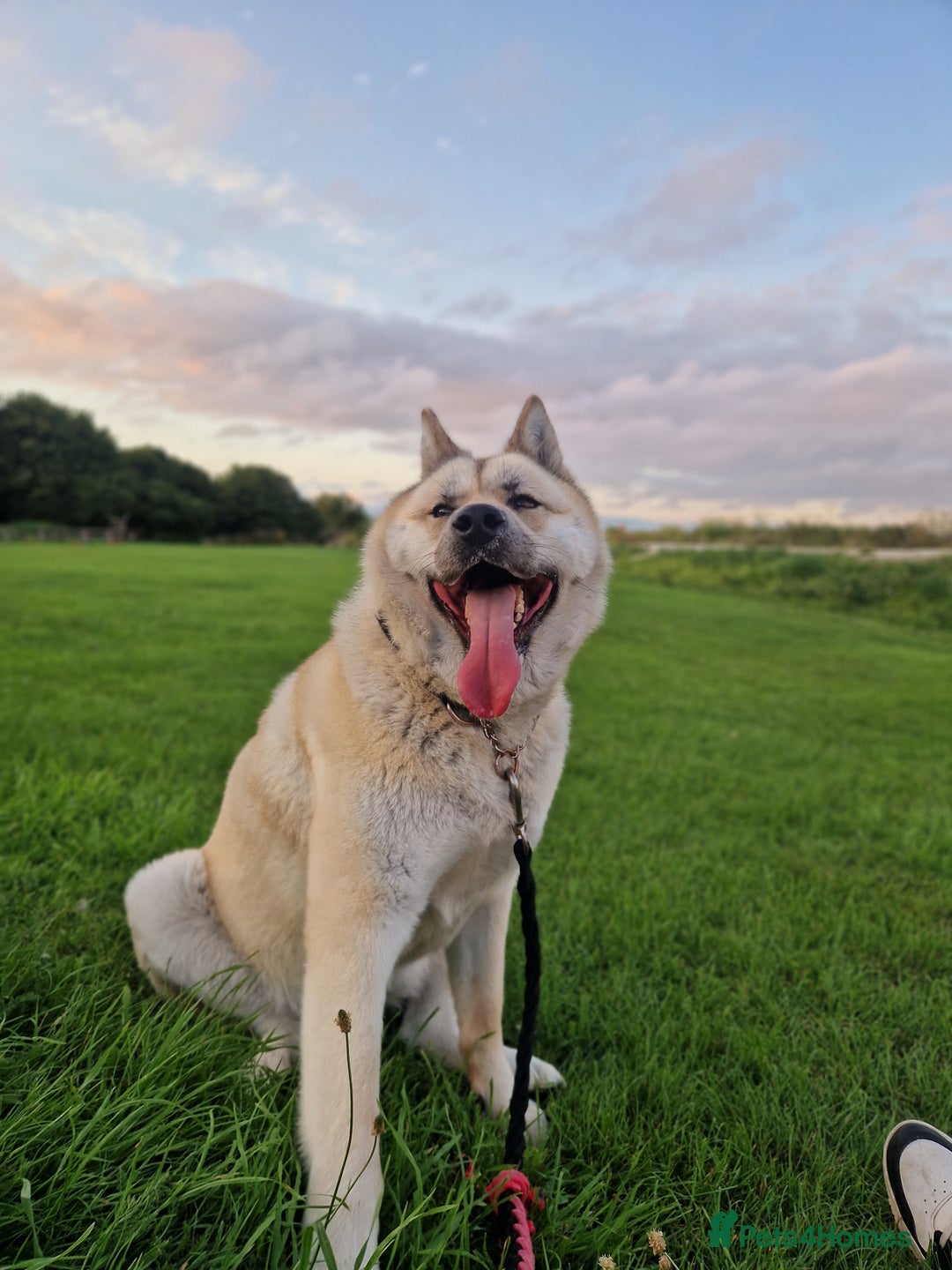 Mixed Breed dogs for sale: Female Akita For Sale - Advert 2