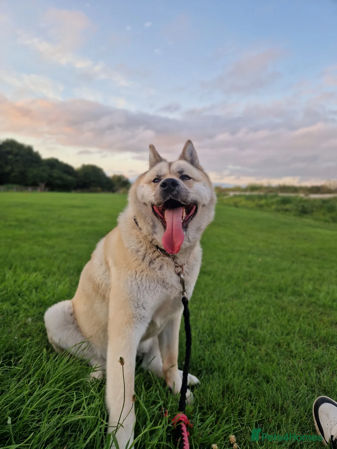 Mixed Breed dogs for sale: Female Akita For Sale - Advert 2