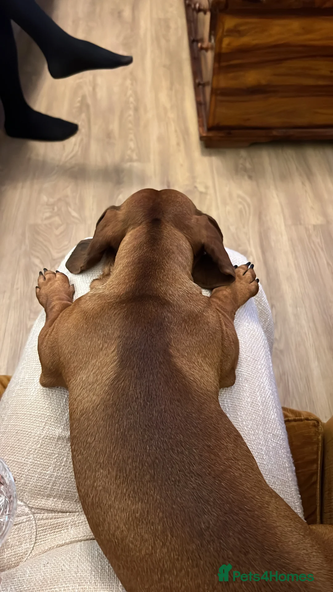 Dachshund dogs for stud: Standard Dachshund for Stud  in Horley - Advert 2