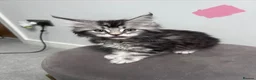Maine Coon cats for sale: 14 kittens 🐱 Ready to leave now  - Advert 26