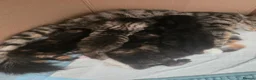 Mixed Breed cats for sale: Kitten - Advert 13