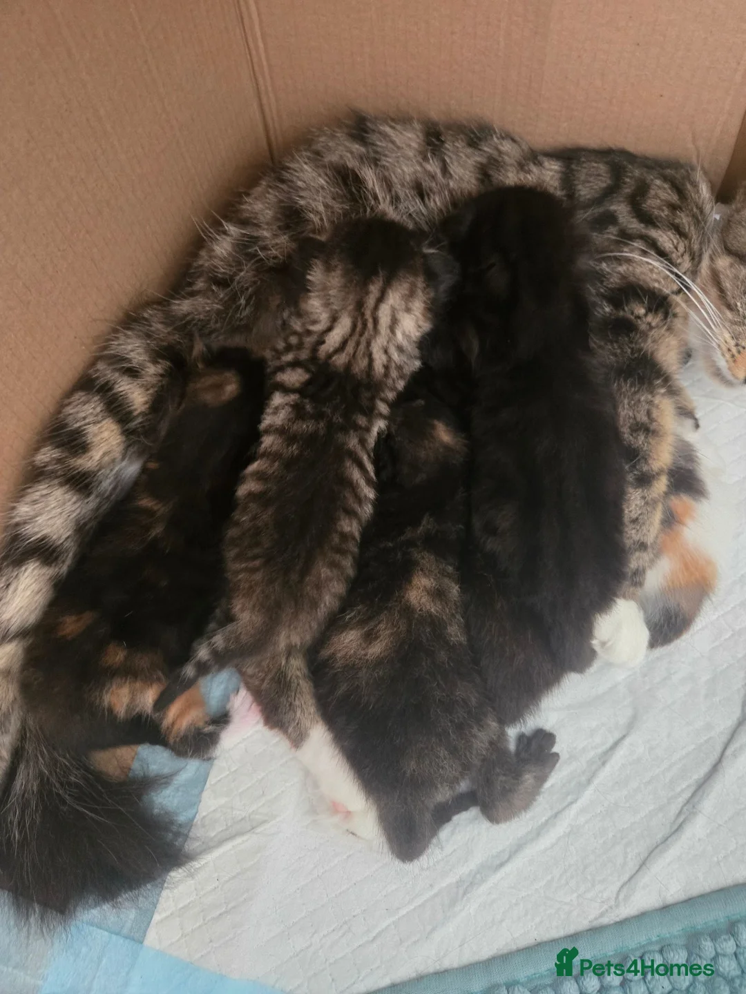 Mixed Breed cats for sale: Kitten - Advert 13