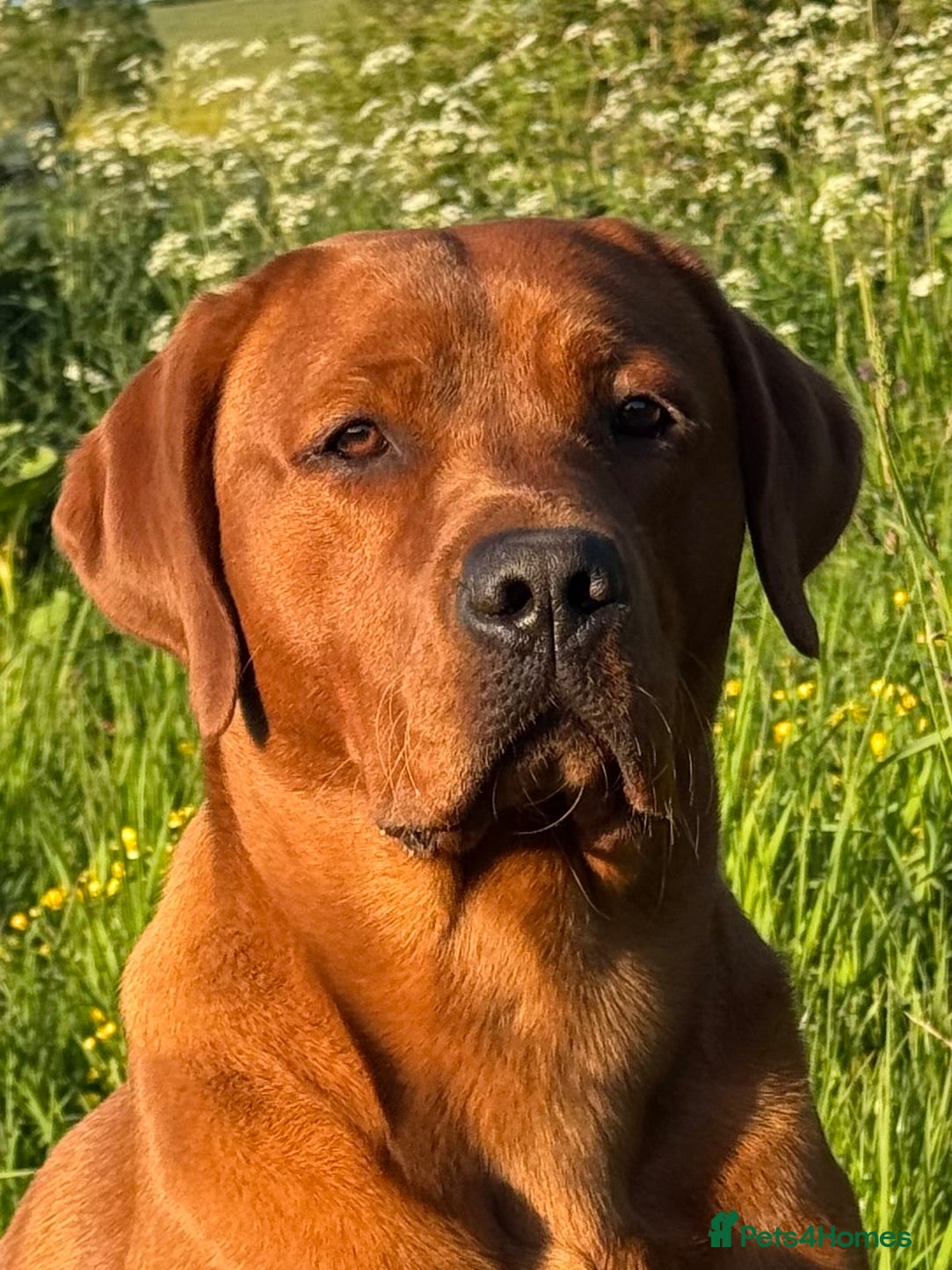 Labrador Retriever dogs Perfect 0/0 Hips & Elbows Dark Fox Red Labrador ⭐️ - Advert 1