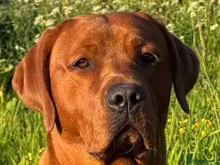 Labrador Retriever dogs Perfect 0/0 Hips & Elbows Dark Fox Red Labrador ⭐️ - Advert 1