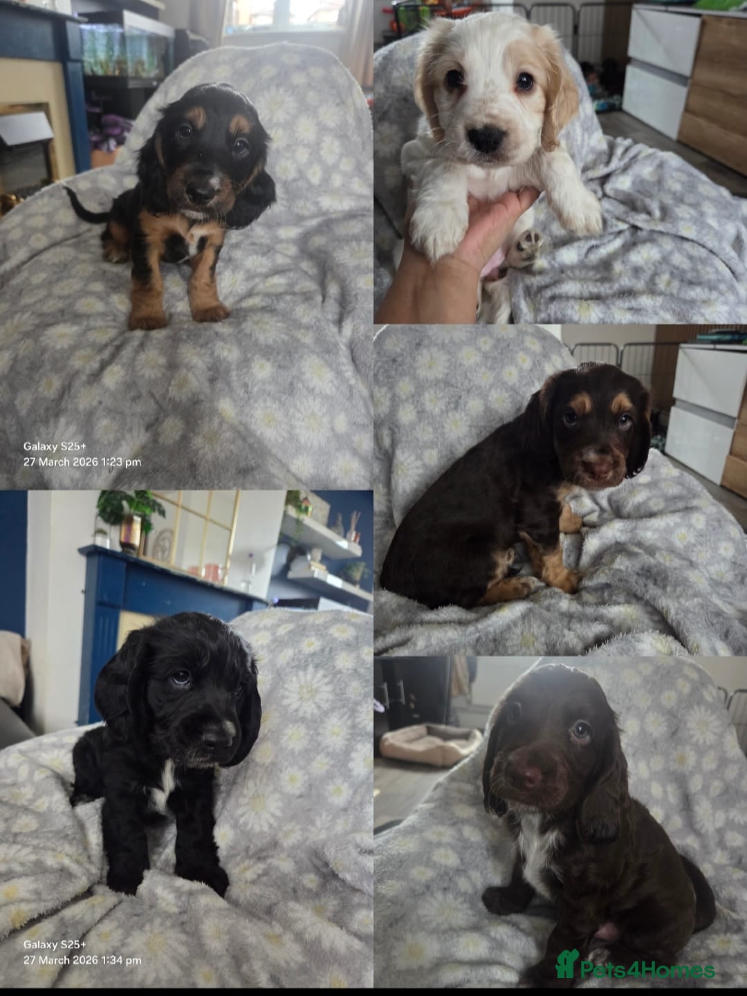 Cocker Spaniel dogs 5 Beautiful Working Cocker Spanials - Advert 1