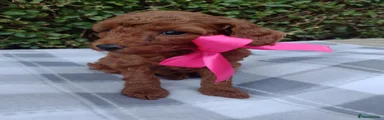 Cockapoo 2