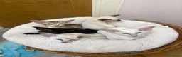 Oriental cats for sale: Oriental and Siamese kittens.  - Advert 11