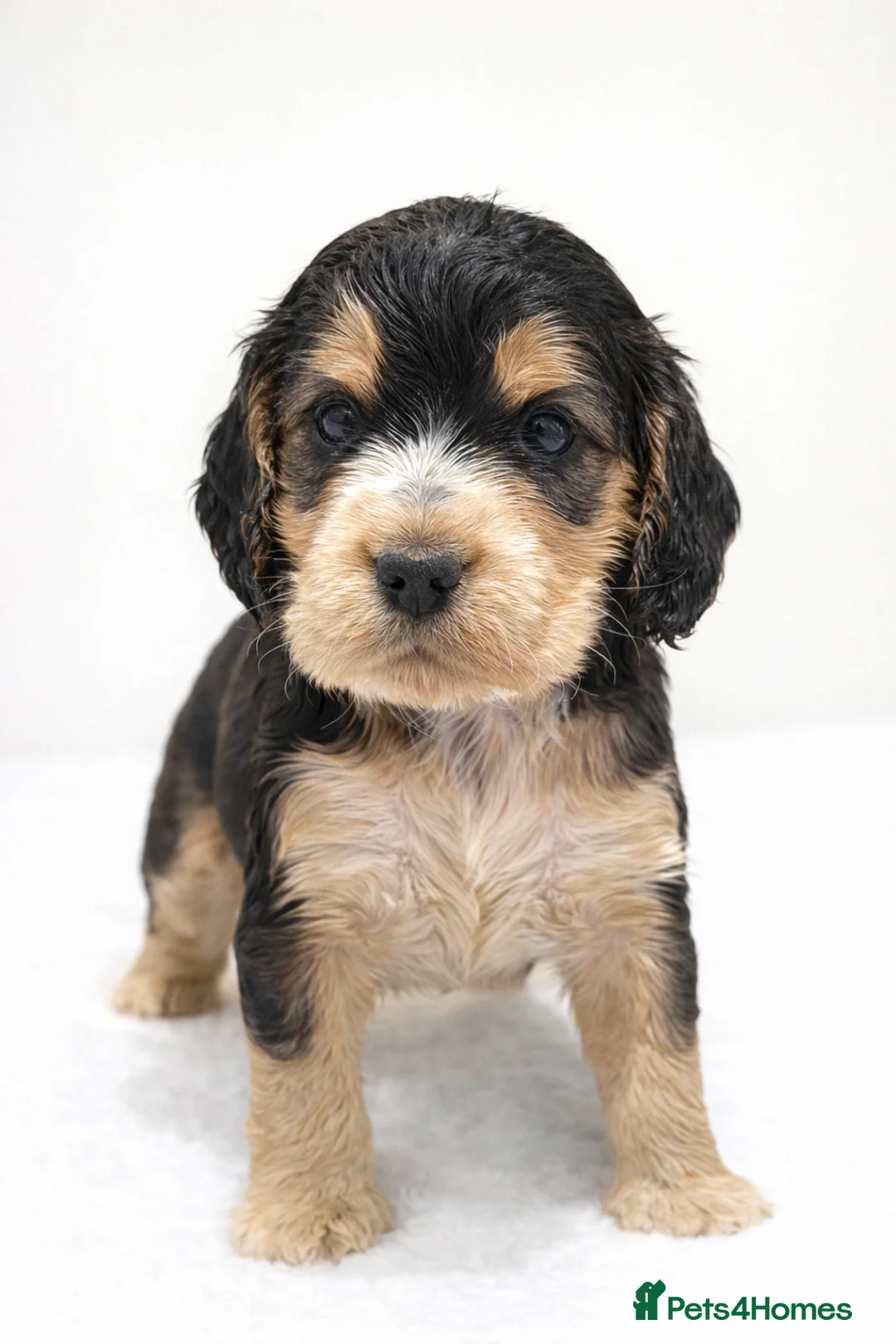 Cocker Spaniel dogs for sale: Gorgeous fully Health tested KC show spaniels - Advert 7