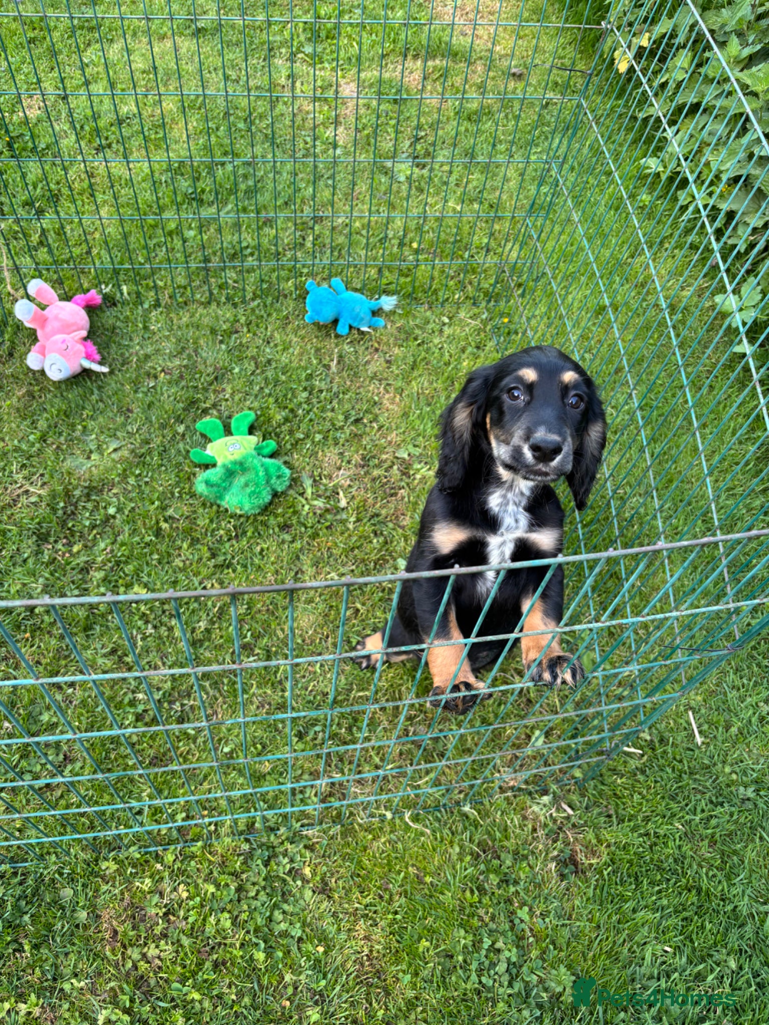 Cocker Spaniel dogs One KC registered girl left- ready now - Advert 17