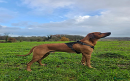 Rhodesian Ridgeback dogs for stud: Rhodesian Ridgeback Stud – Proven & Healthy in Paignton - Image 3