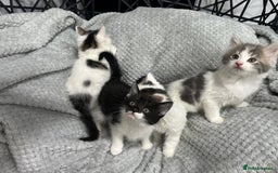 British Longhair cats for sale: Gorgeous fluffy kittens looking for forever home - Image 7