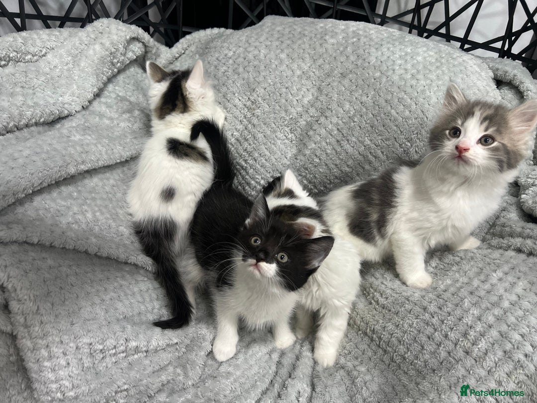 British Longhair cats for sale: Gorgeous fluffy kittens looking for forever home - Image 7