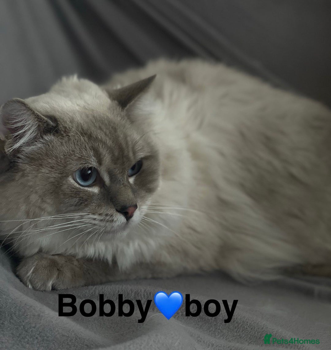 Ragdoll cats for sale: beautiful Ragdoll Cats looking for lovely families - Image 7
