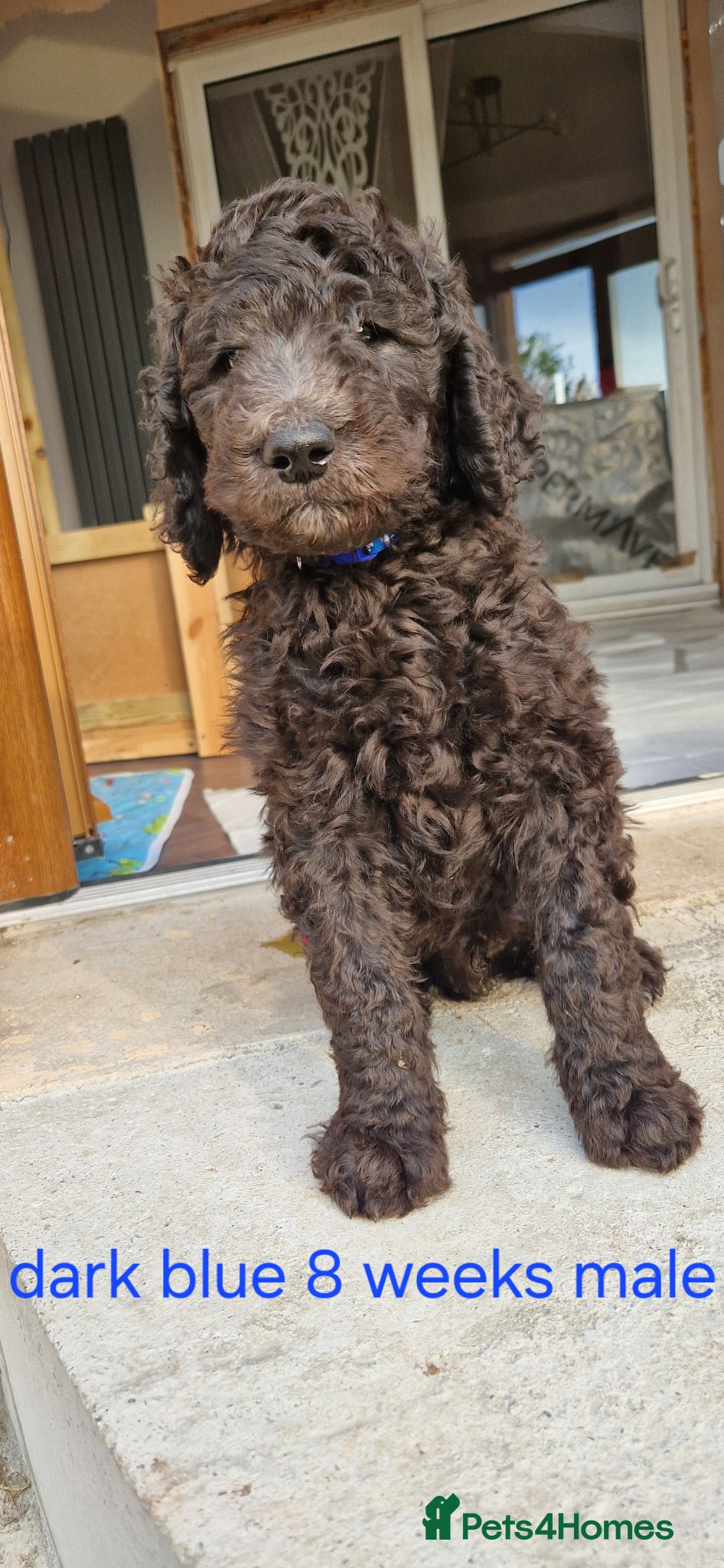 Goldendoodle dogs F1B Rare black standard Goldendoodle North Wales  - Advert 2
