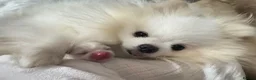 Pomeranian dogs for sale: *Stunning KC pure white boy from KC parents* - Advert 13
