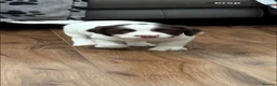 English Springer Spaniel dogs for sale: Quality English Springer Spaniel puppies for sale - Advert 6