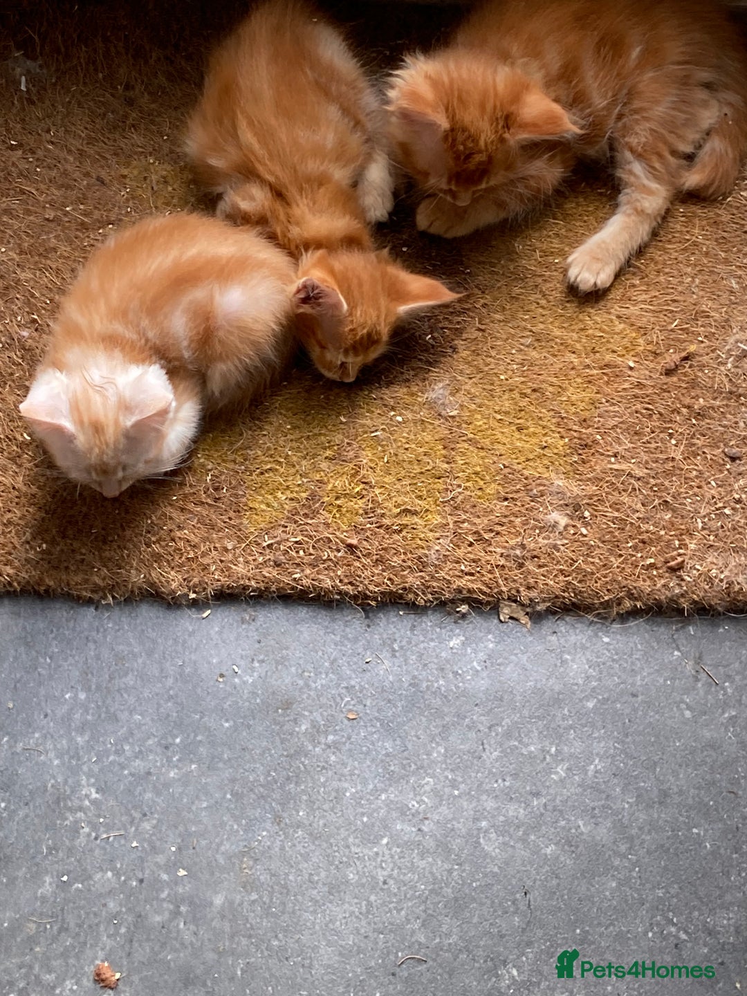 Maine Coon cats for sale: Red Maine Coon kittens  - Advert 4