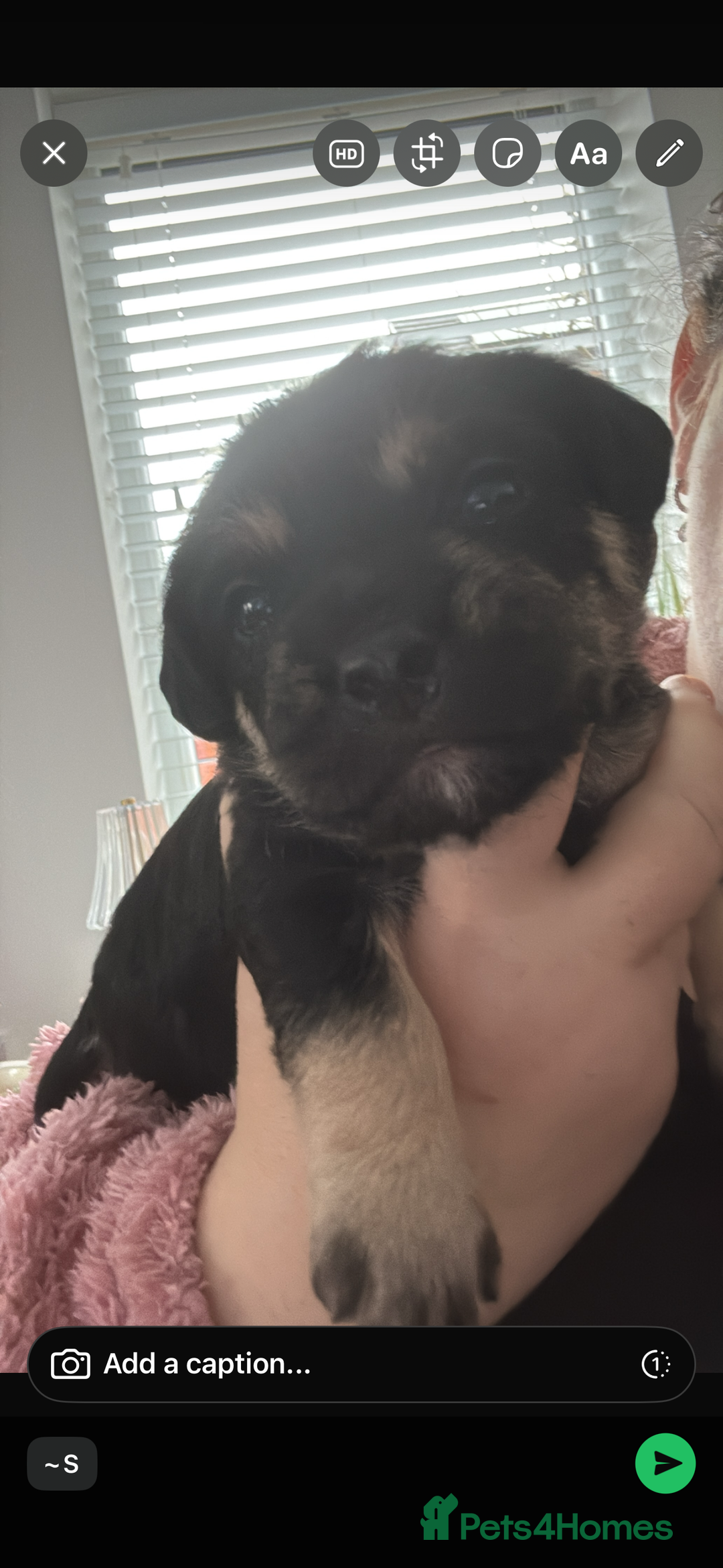 Mixed Breed dogs for sale: Beautiful we puppies  good homes only please  - Advert 5