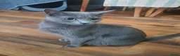 Russian Blue cats for sale: 🐾 Beautiful Russian Blue Kittens for Sale 🐾 - Advert 11