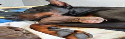 Dobermann dogs for sale: Exceptional Pedigree Doberman pups for sale  in Burntisland - Advert 8