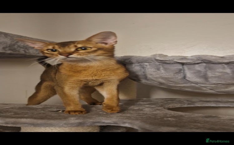 Abyssinian cats - Advert 1