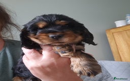 Cocker Spaniel dogs for sale: Stunning Quality Health Tested parents - Image 4