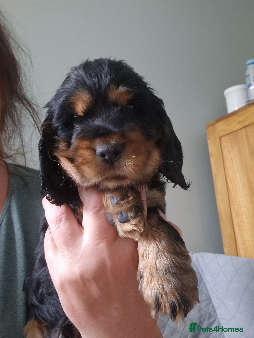 Cocker Spaniel dogs for sale: Stunning Quality Health Tested parents - Image 4
