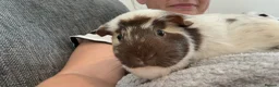 Guinea Pig rodents for sale: Bonded female guinea pigs - Advert 4