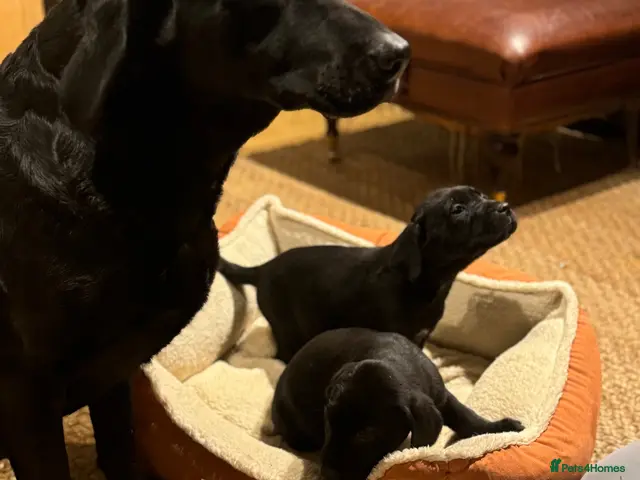 Borador dogs Collie x labradors - Advert 2