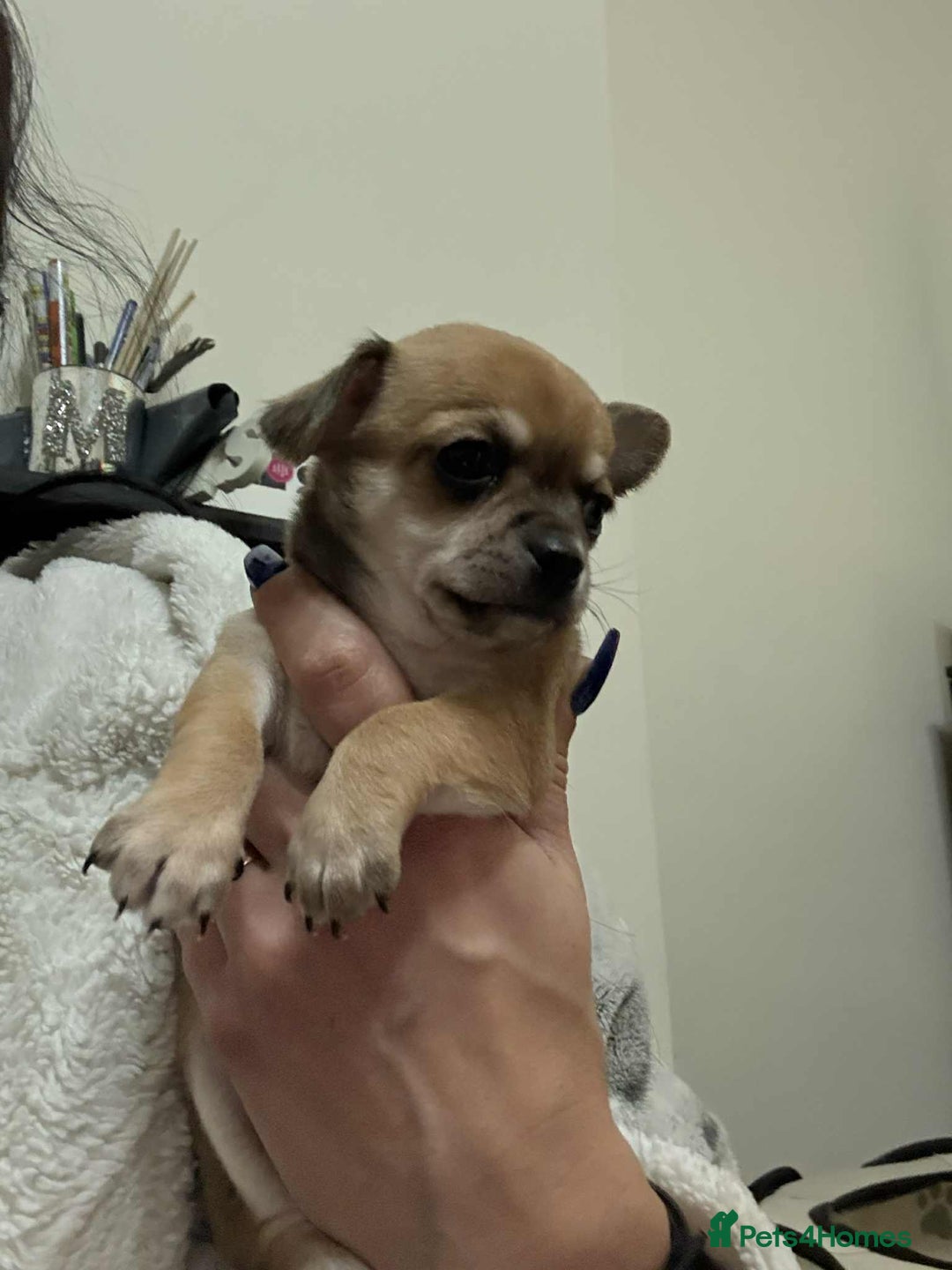 Chihuahua dogs for sale: Chiuahua Puppies - Advert 2