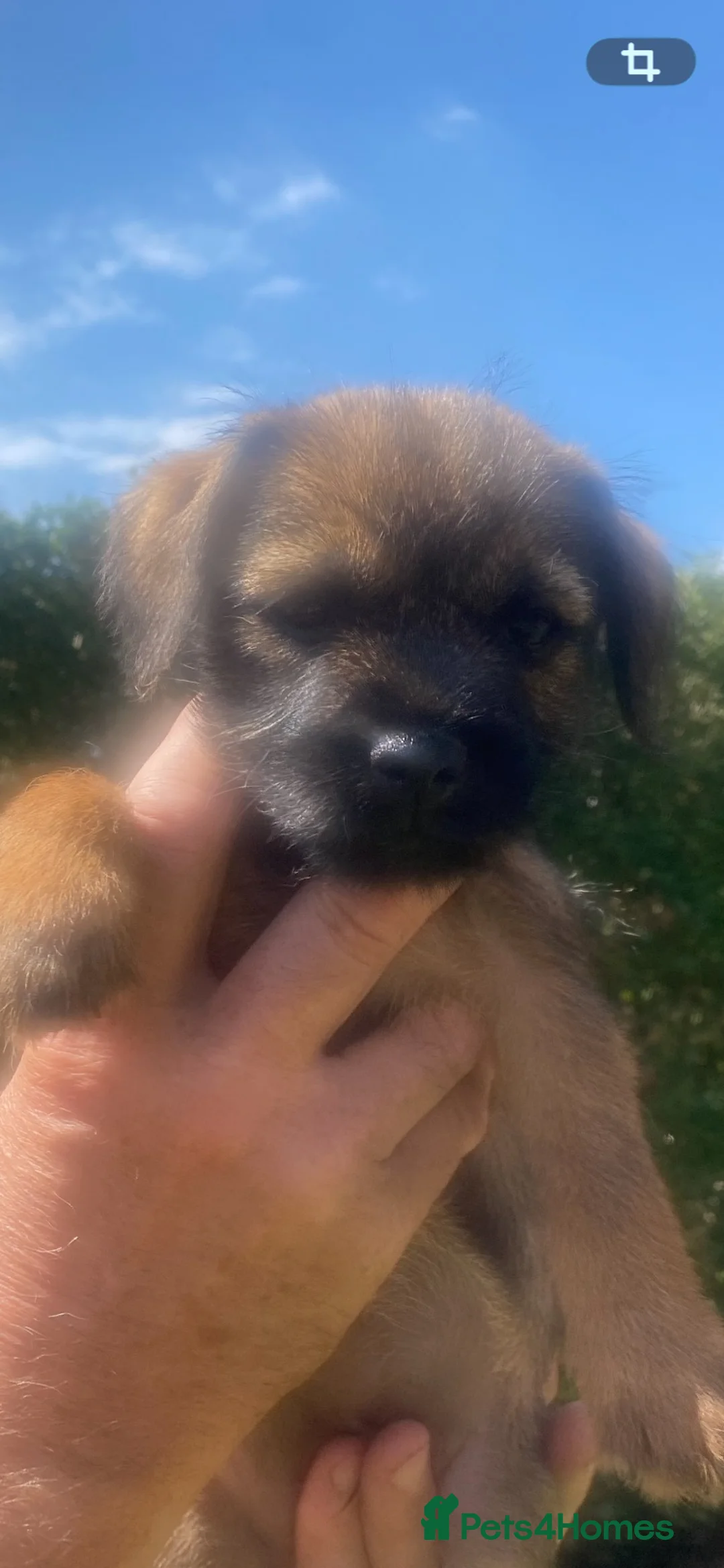 Border Terrier dogs for sale: Border Terrier litter - Advert 2