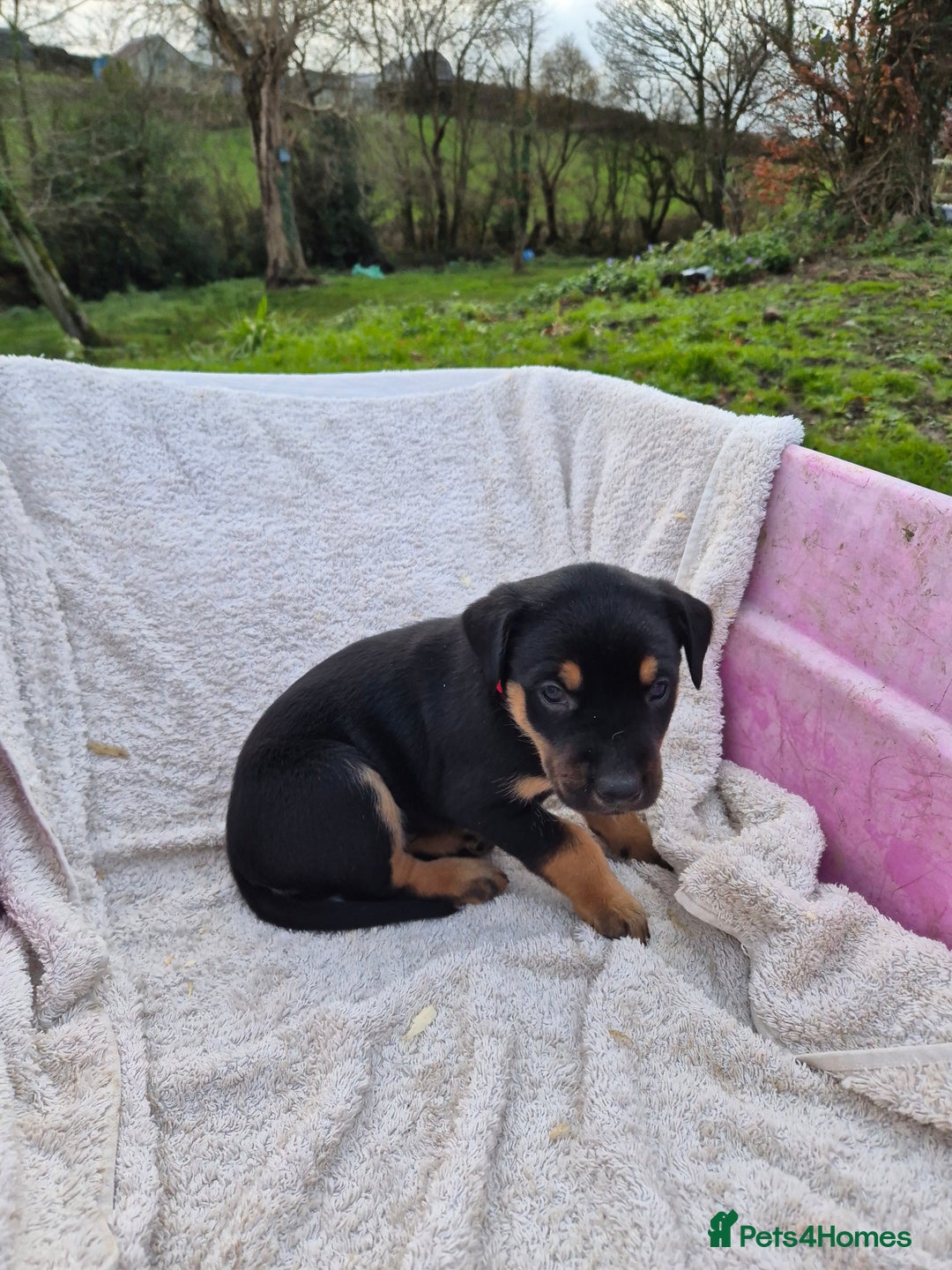 Mixed Breed dogs for sale: Huntaway x collie pups - Advert 4