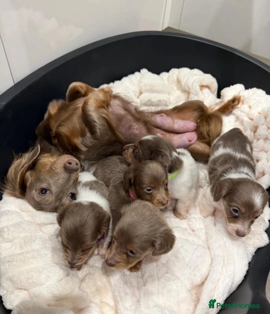 Miniature Dachshund dogs for sale: Beautiful dachshund puppies - Advert 2