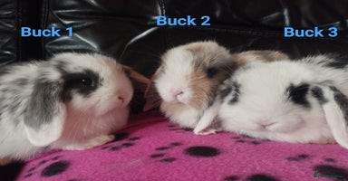 Mini Lop rabbits in Market Drayton - Advert 5