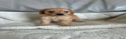 Cockapoo dogs for sale: Our beautiful cockapoo puppies - Advert 14