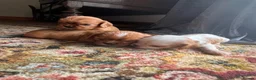 Cavalier King Charles Spaniel dogs for sale: King Charles Cavalier Puppies - Advert 8