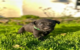 Labrador Retriever dogs for sale: KC registered Labrador puppies, working parents  - Image 6