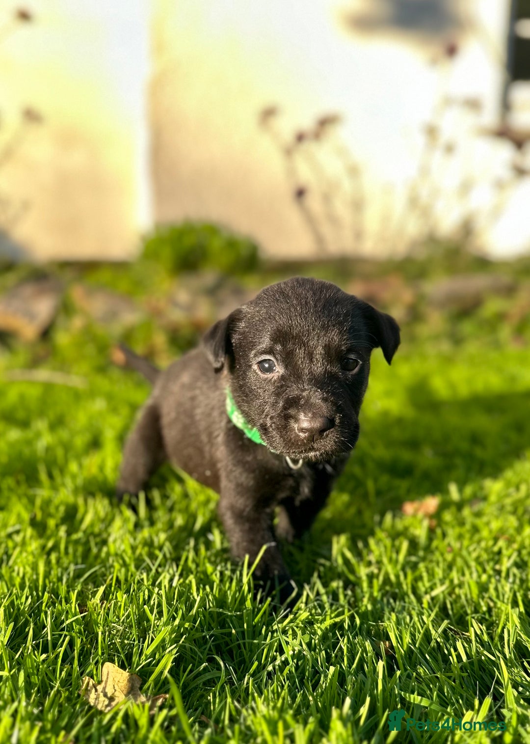 Labrador Retriever dogs for sale: KC registered Labrador puppies, working parents  - Image 6