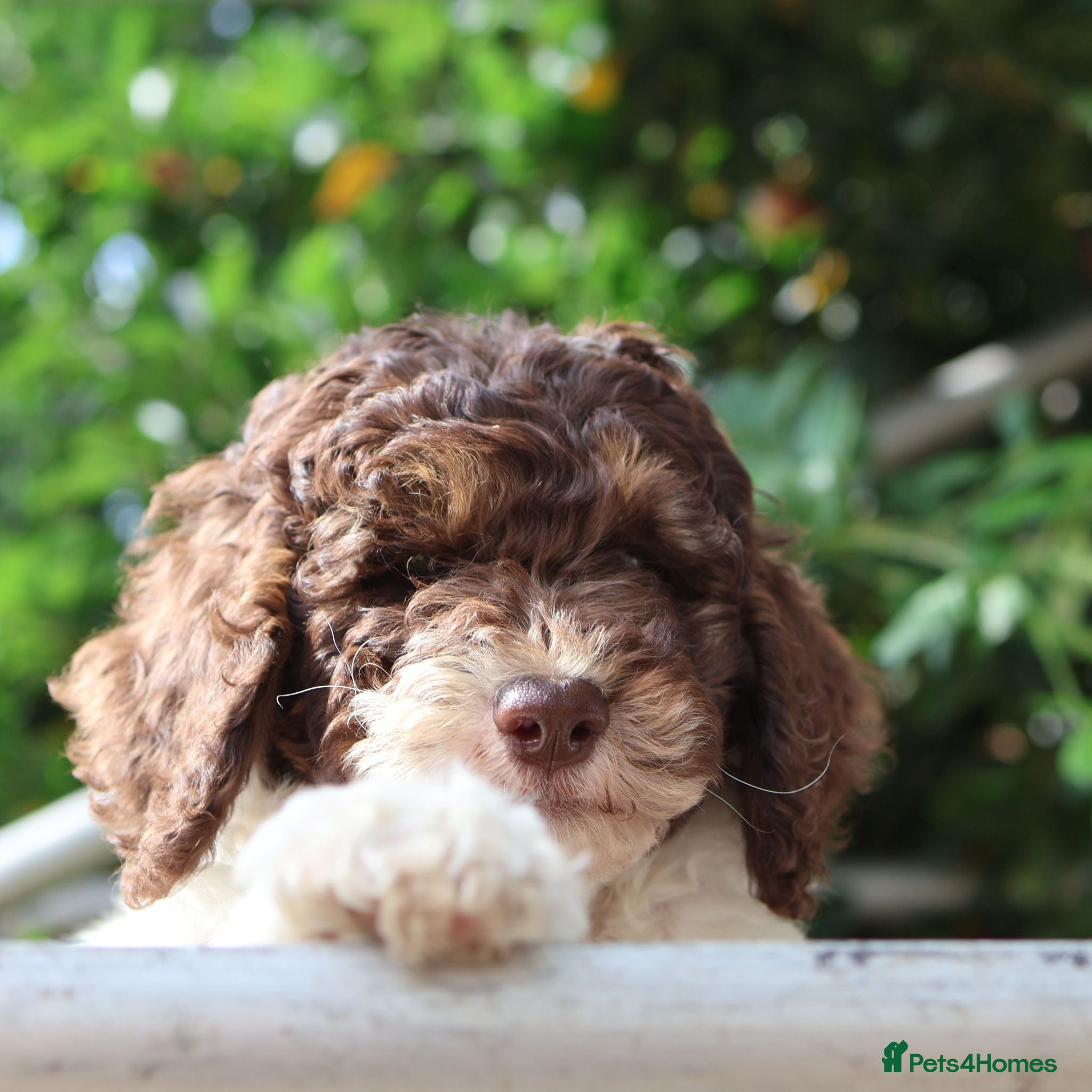 Labradoodle dogs Our Puppies Are Thriving BVA DNA screened parents  - Advert 2