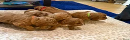 Cavapoo dogs for sale: Gorgeous Cavapoo Puppies 5girls 2boys  - Advert 24