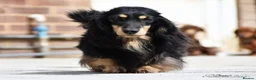 Miniature Dachshund dogs for stud: Black and Cream Longhair Miniature Boy - PRA Clear in Rochford - Advert 2
