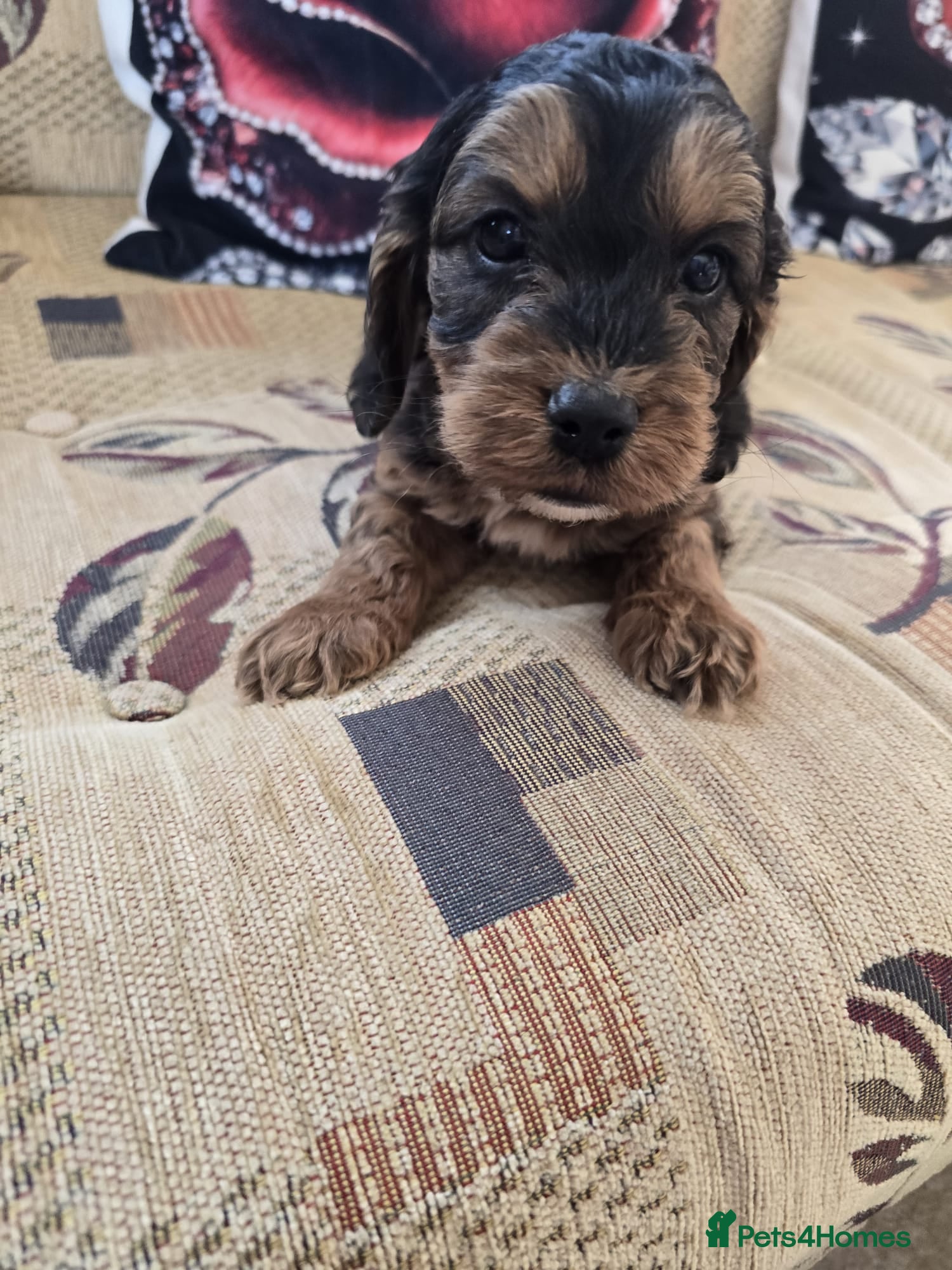 Cockapoo dogs for sale: Only 3 left  - Advert 1